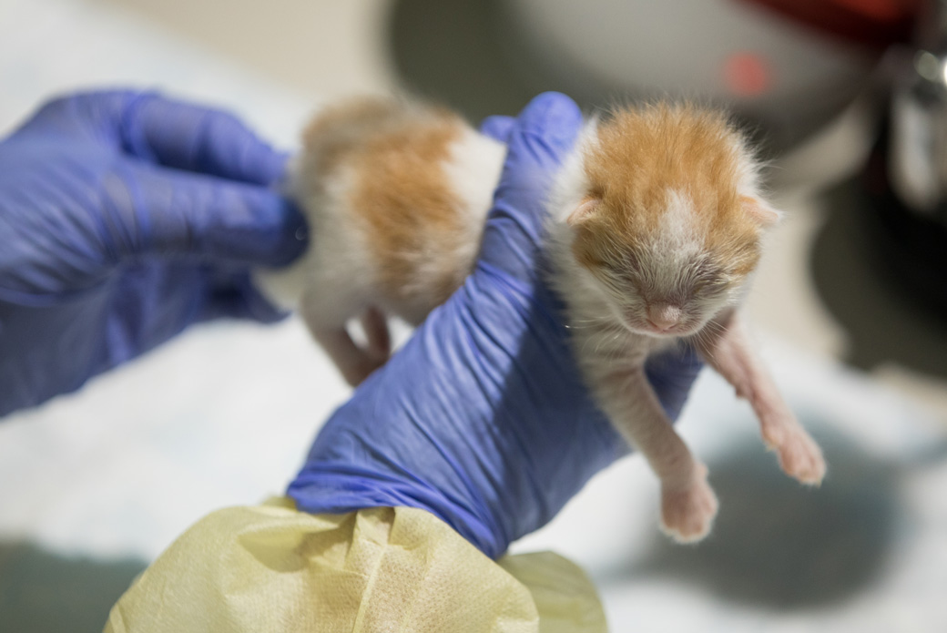 helping a newborn kitten relieve themself