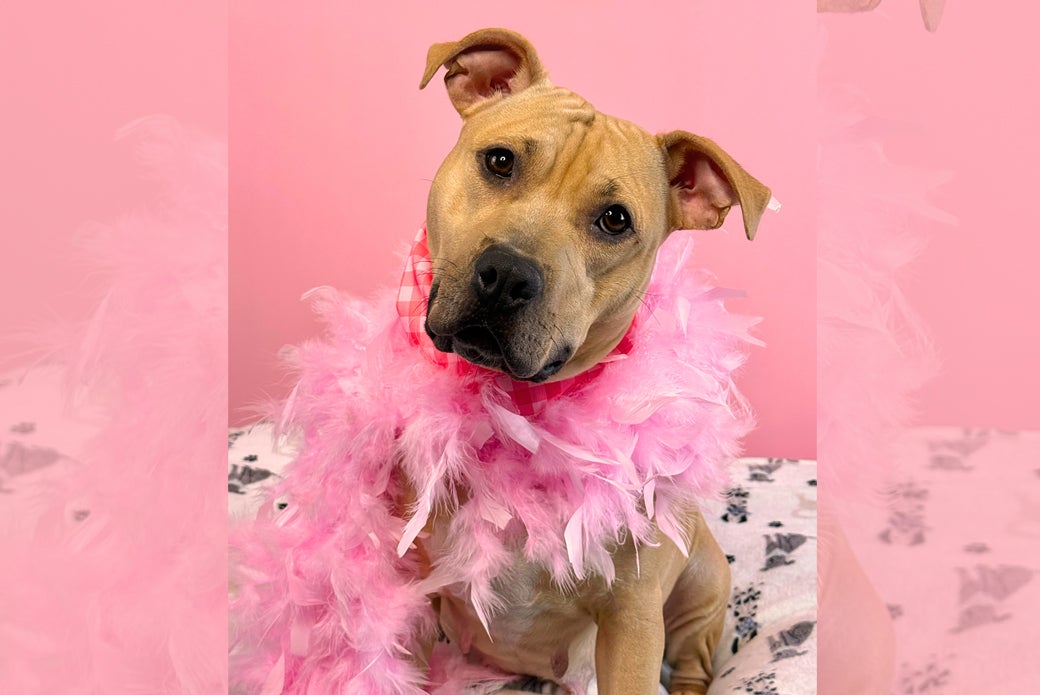 Gucci wearing a checkered bandana and pink boa in front a pink background