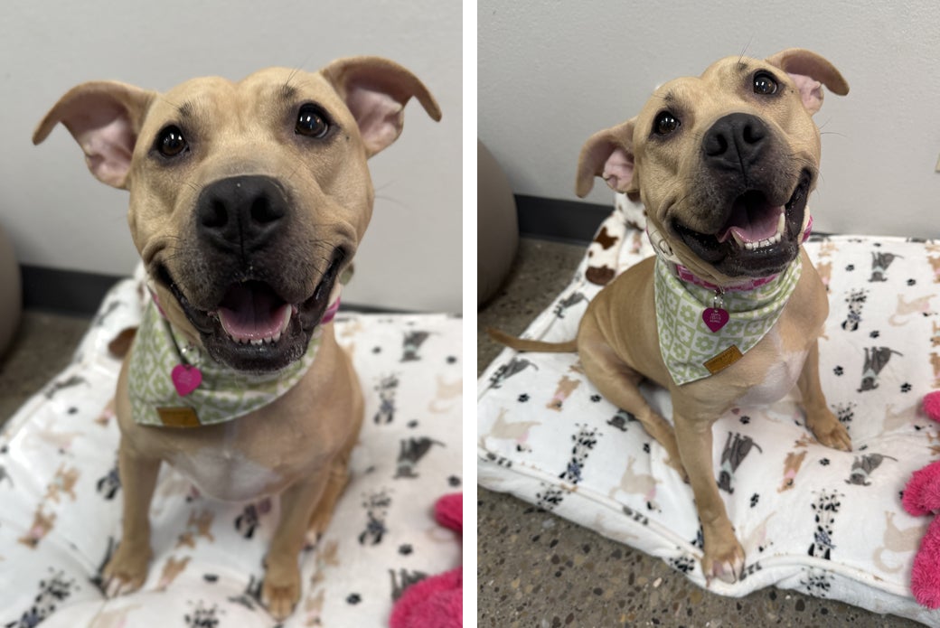 Gucci happy wearing a bandana sitting on bed