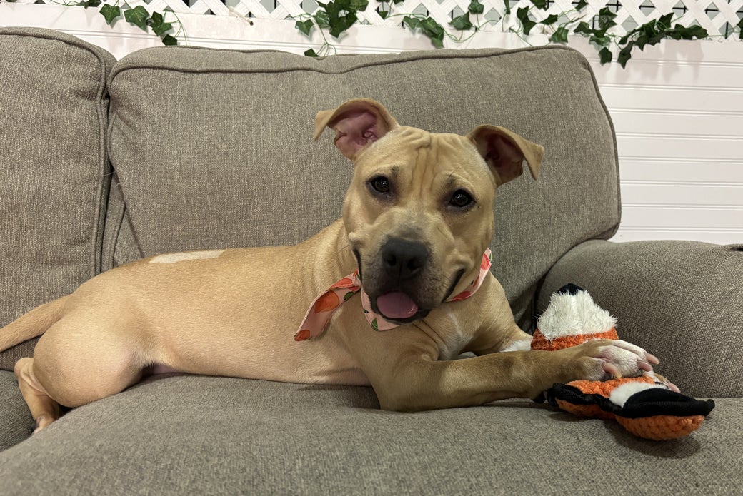 Gucci happy laying on couch holding plush toy
