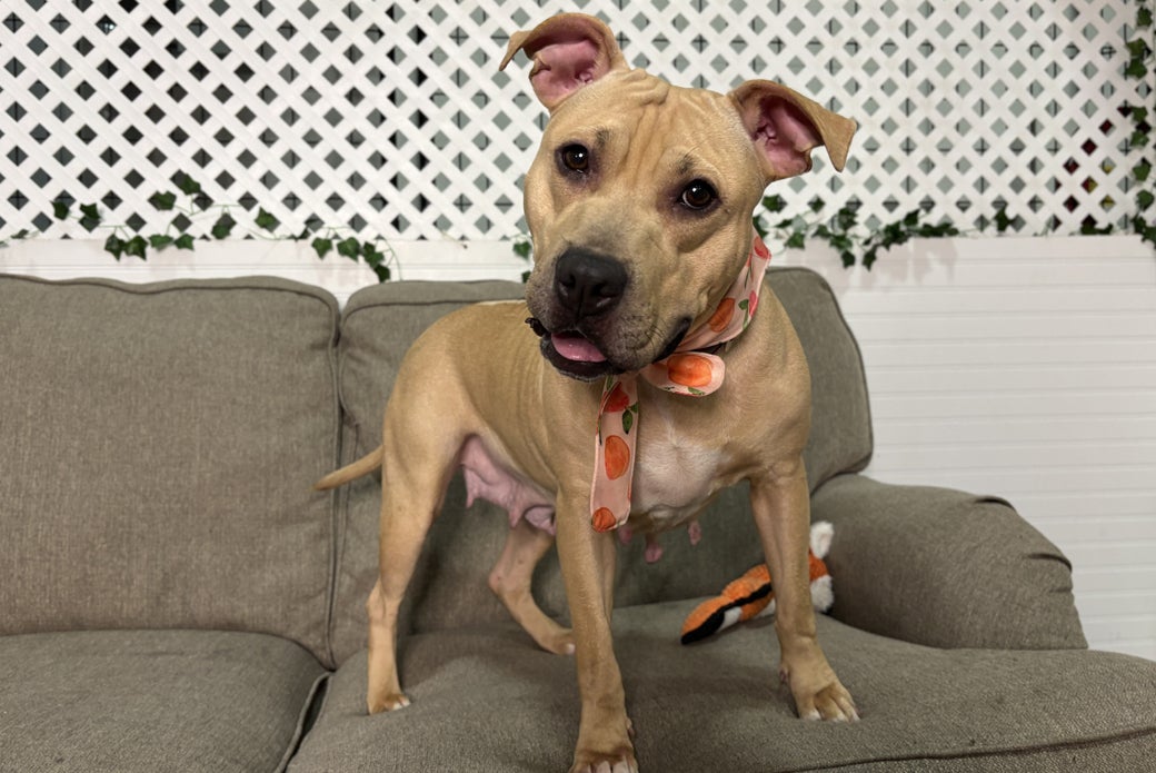 Gucci happy standing on couch