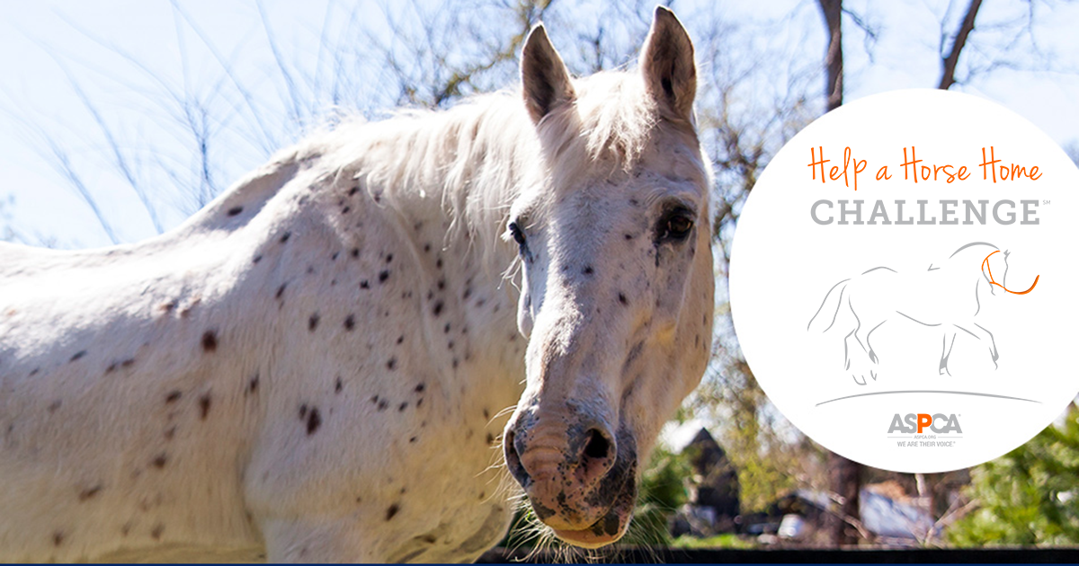Help a Horse Home: ASPCA Equine 