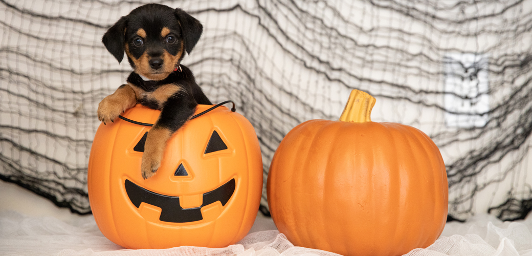 Your Guide to a Pet-Safe Halloween