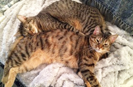 Feline Siblings Stick Together