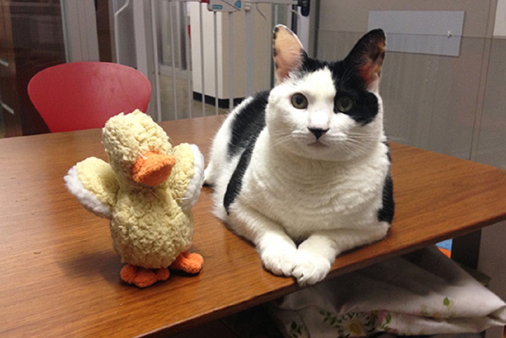 Cece on a desk near a duck stuffed animal