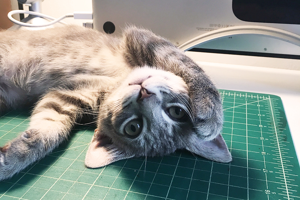 Fievel lying on a desk