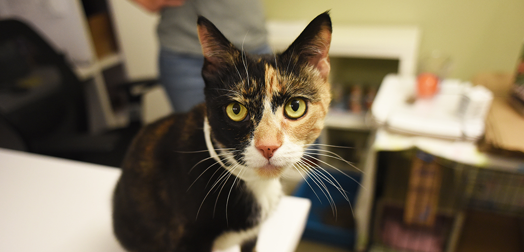 ASPCA Happy Tails: A Perfect Place for Penelope