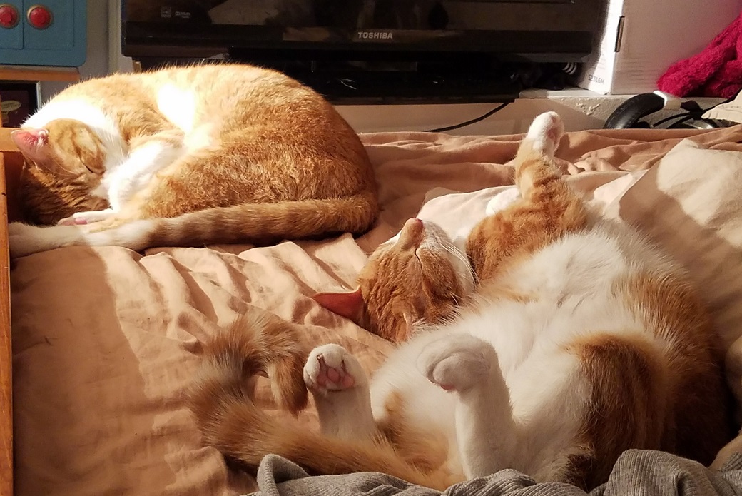 Tobias and his brother Sherlock enjoying a cat-nap. 