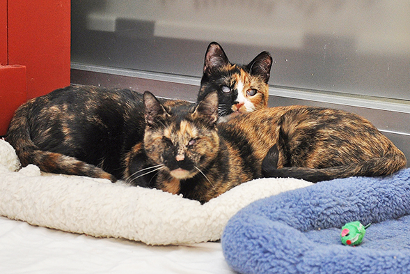 ASPCA Happy Tails: A Bright Future for Hilary and Wendy