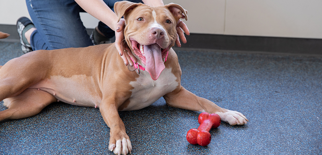 Recognizing One Pit Bull's Potential | ASPCA
