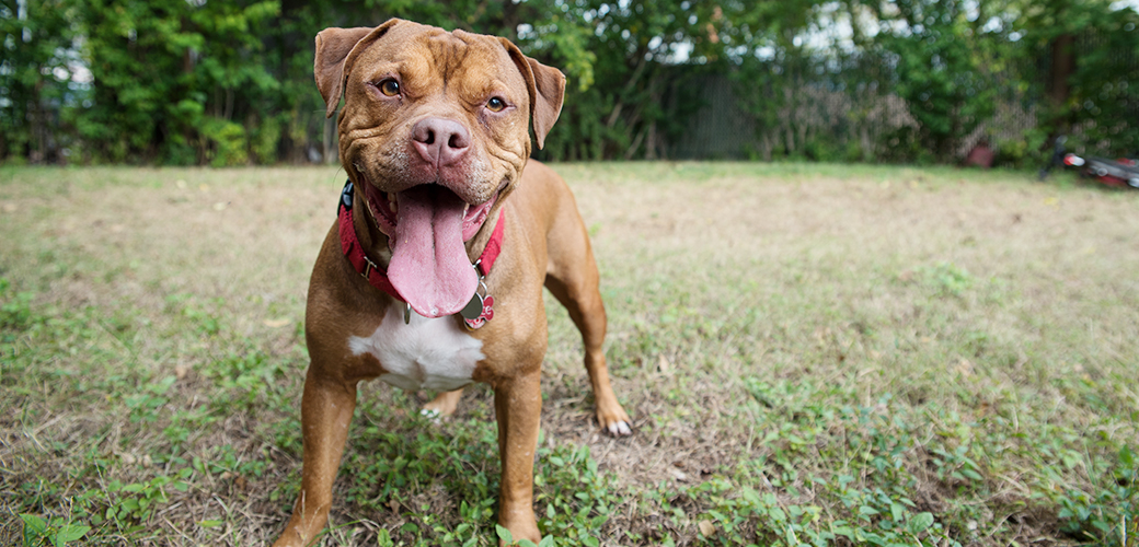 can a pitbull be an outside dog