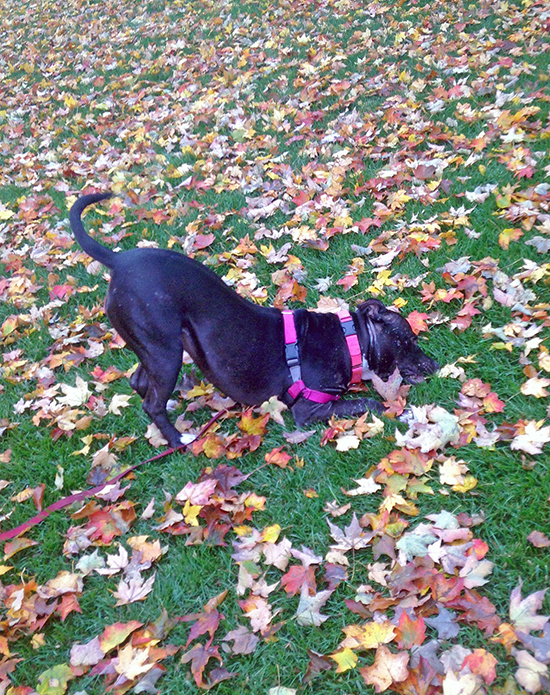 ursula playing in leaves
