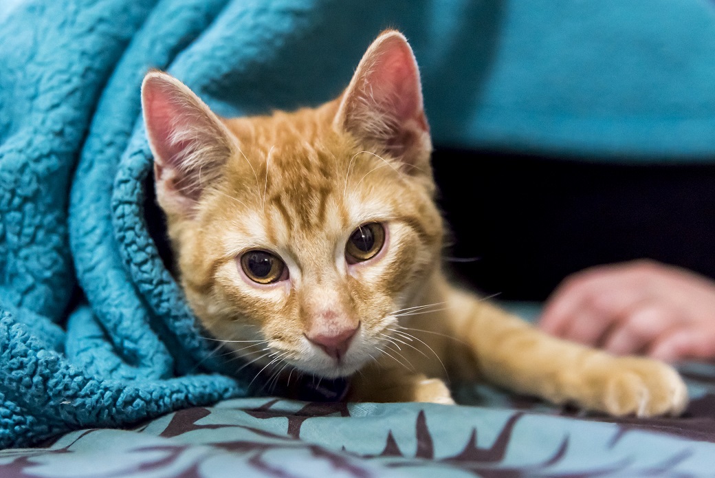 Frederico under a blanket