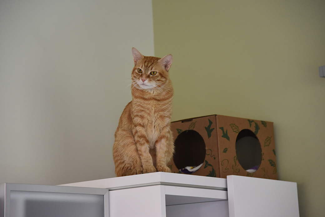 Gentleman on a cabinet