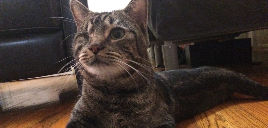 Happy Tails: Mishi