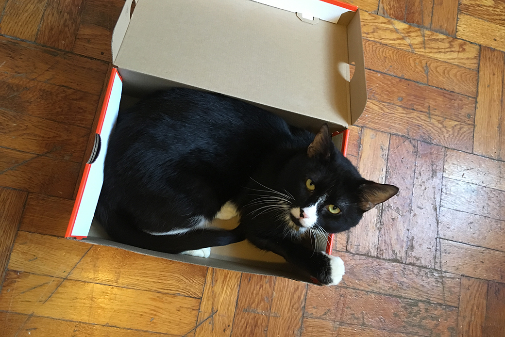 Obu playing in a shoebox