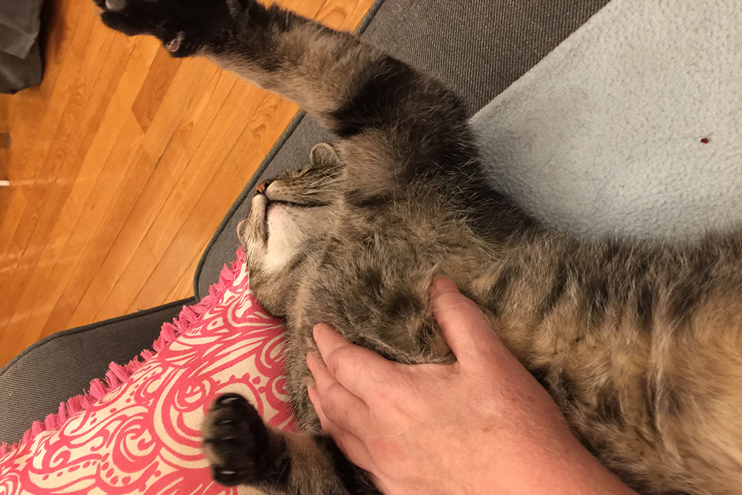 Pancake laying on her back getting pets