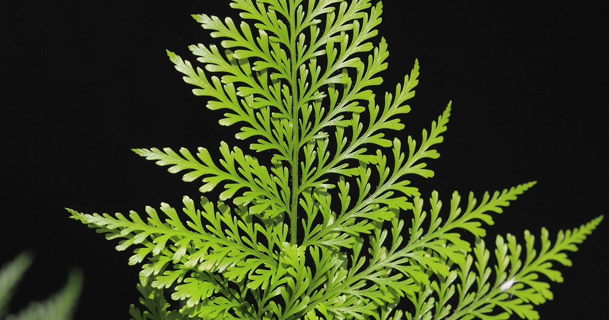 form for opt ASPCA Fern Hare form for opt ASPCA Fern Hare