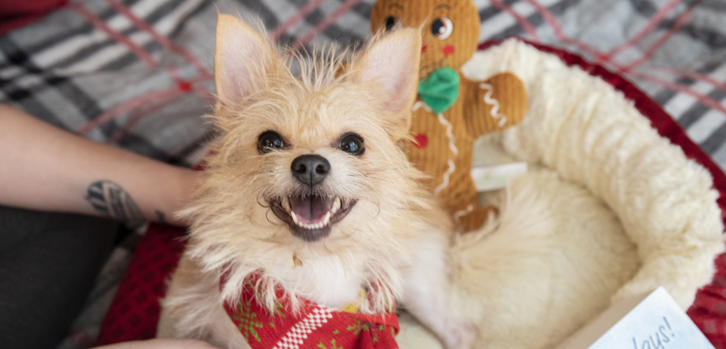 Dog with stuffed animal