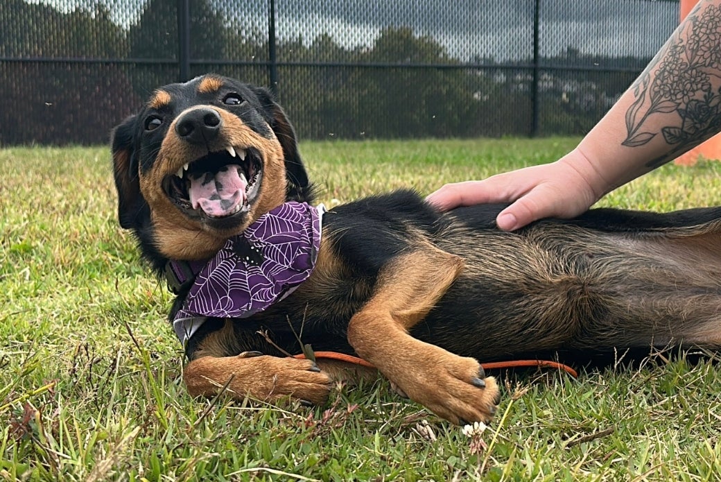 A black-and-brown dog rolled over in the grass, wearing a purple bandana