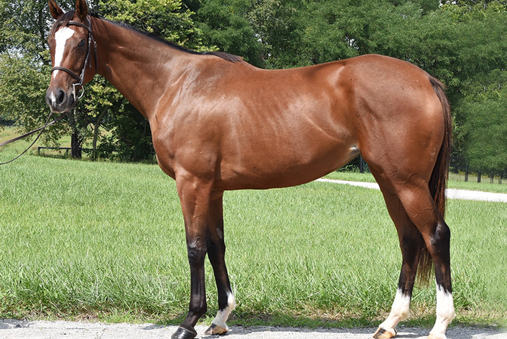New Vocations Racehorse Adoption 
