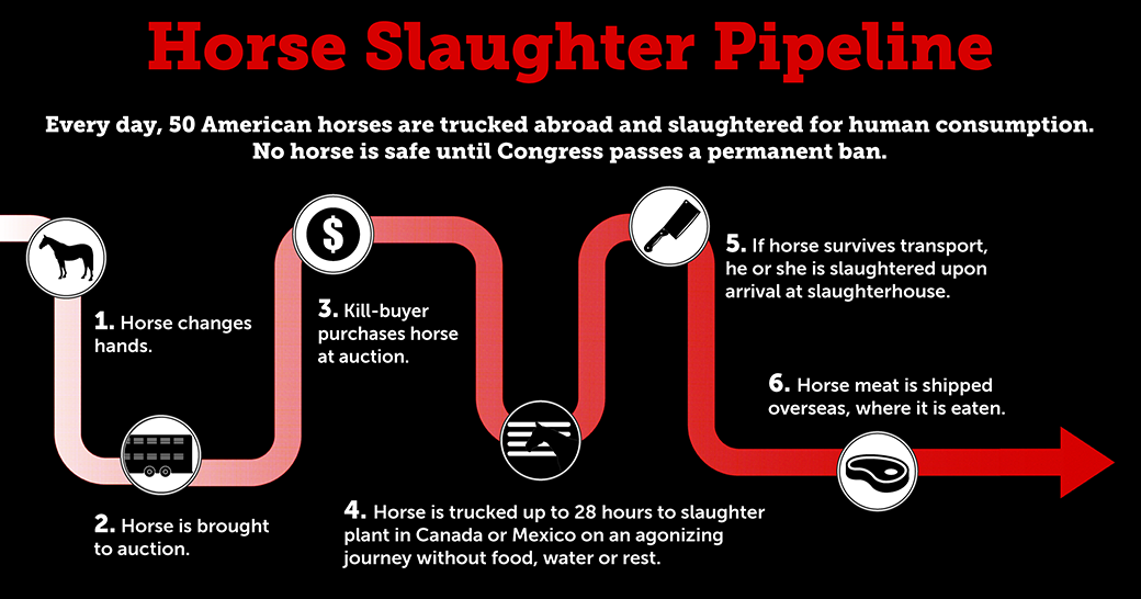 horse slaughter pipeline