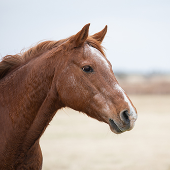 a side view of a brown horse with white face markings