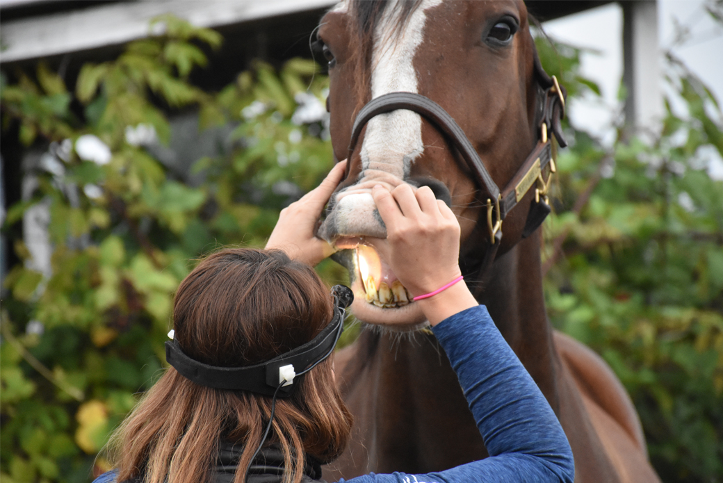 Woman checking horse teeth