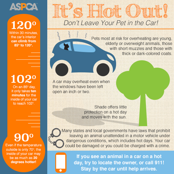 It's hot out! Don't leave your pet in the car!