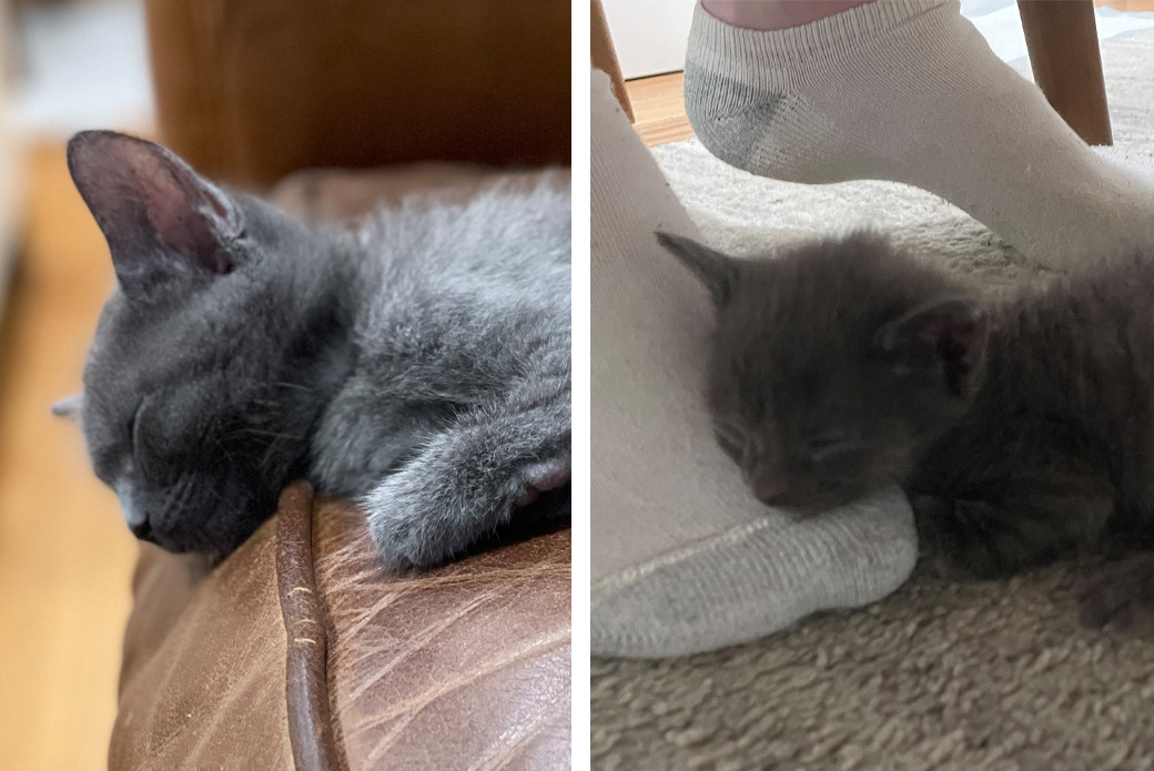 Grey kitten taking a nap