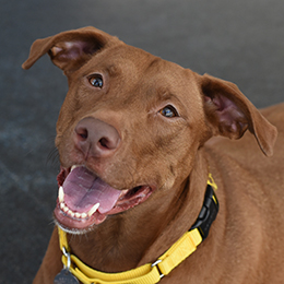 puppy adoption centers near me