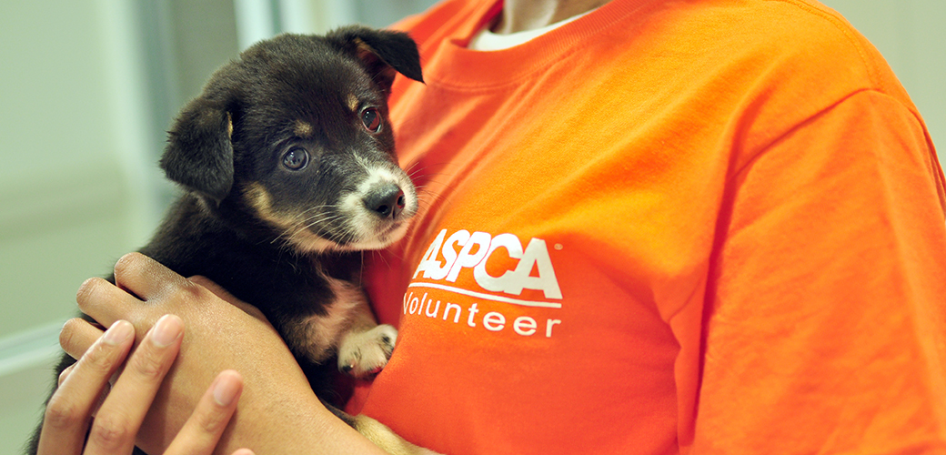 aspca medical center