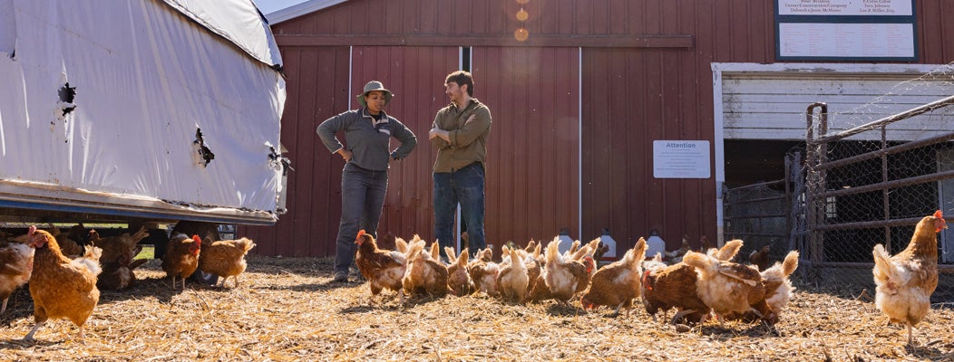 Two farmers talking beside a barn, in front of them is a flock of chickens