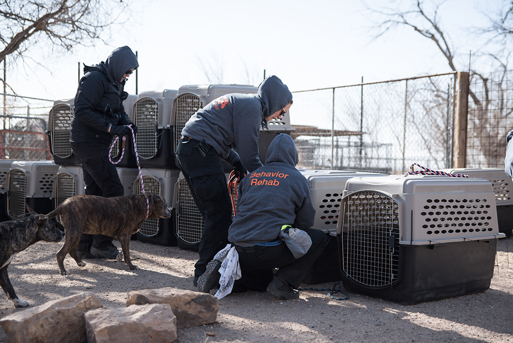 ASPCA team prepping rescued dogs for transport
