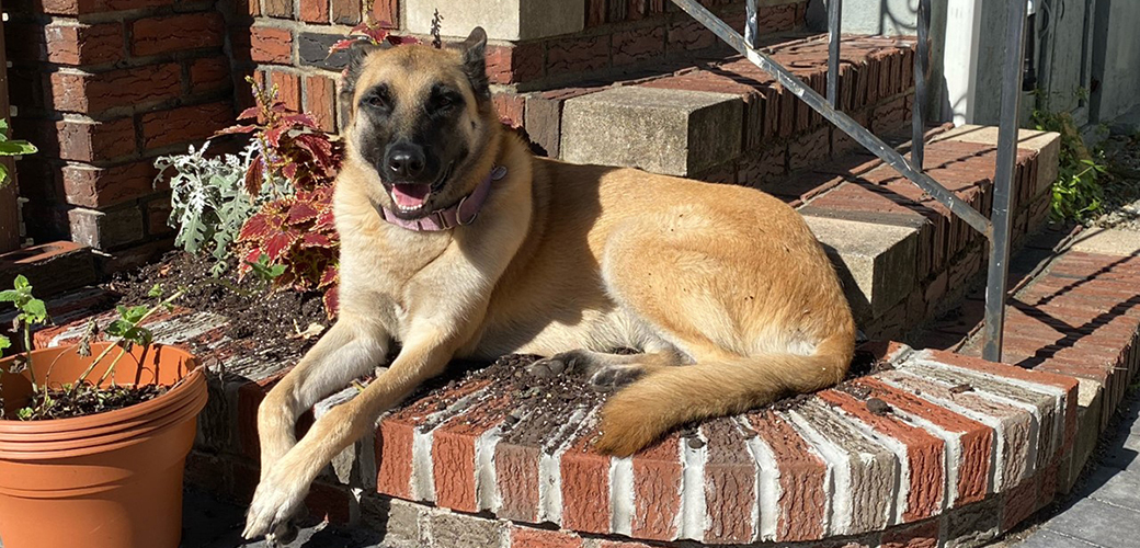 Bella laying next to house steps