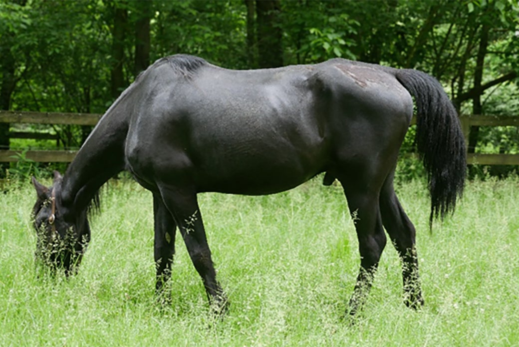 Burke grazing in a pasture 4 months after rescue