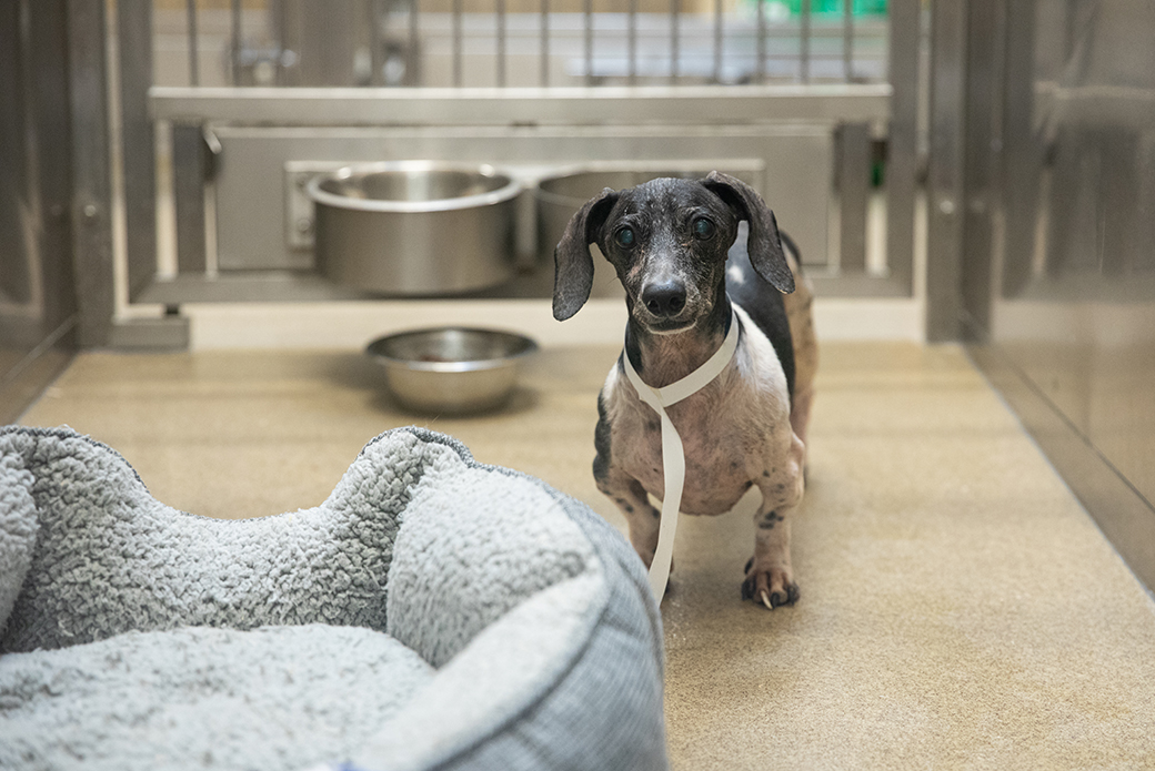 Buster in the Appalachian Animal Hospital