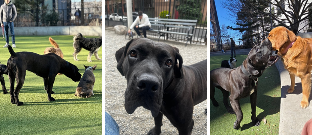 Cabrera at the ASPCA