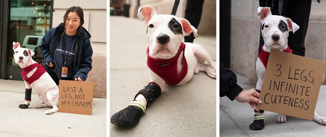 Chip with his Foster Lauren at an adoption event