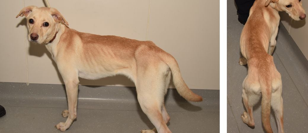 Side and top views of an emaciated yellow Lab mix.
