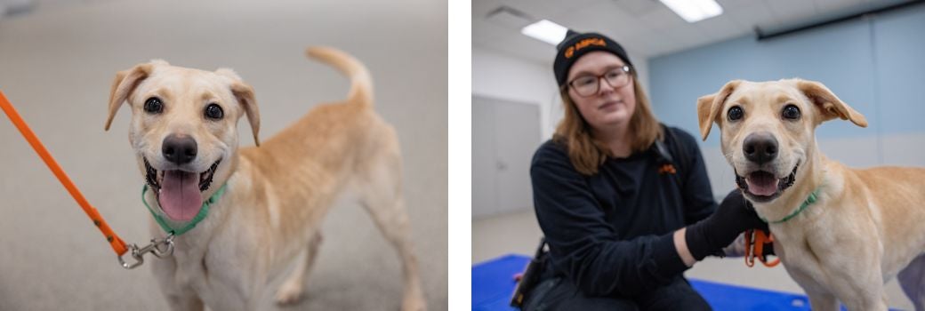 Yellow Lab mix facing the camera and with an ASPCA staff member.