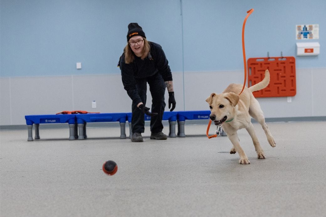 ASPCA staff member throws a ball in a playroom for yellow Lab mix to catch.