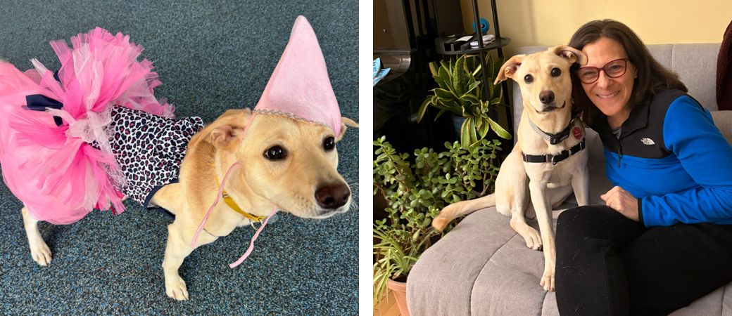 Yellow Lab mix wearing a pink tutu and pink cone hat and yellow Lab mix sitting with a woman on a couch.
