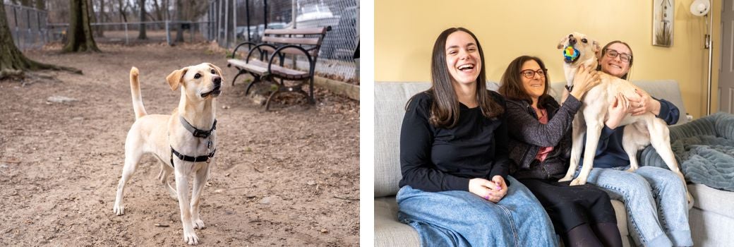 Left: Yellow Lab mix standing with her tail raised in a dog park.; Right: Yellow Lab mix with three women on a couch.