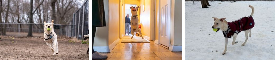 Three images of a yellow Lab mix playing with her ball: in a park, at home and in the snow.