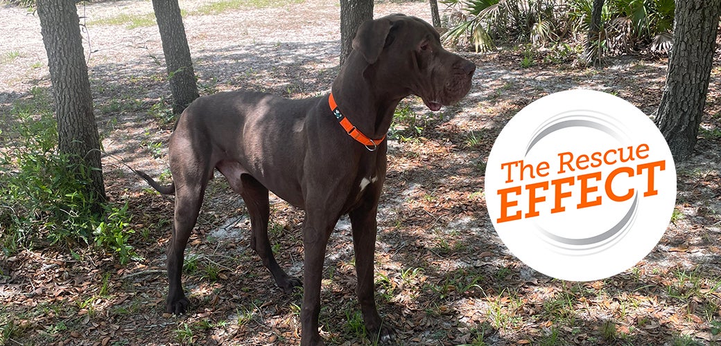 Gru outside around trees