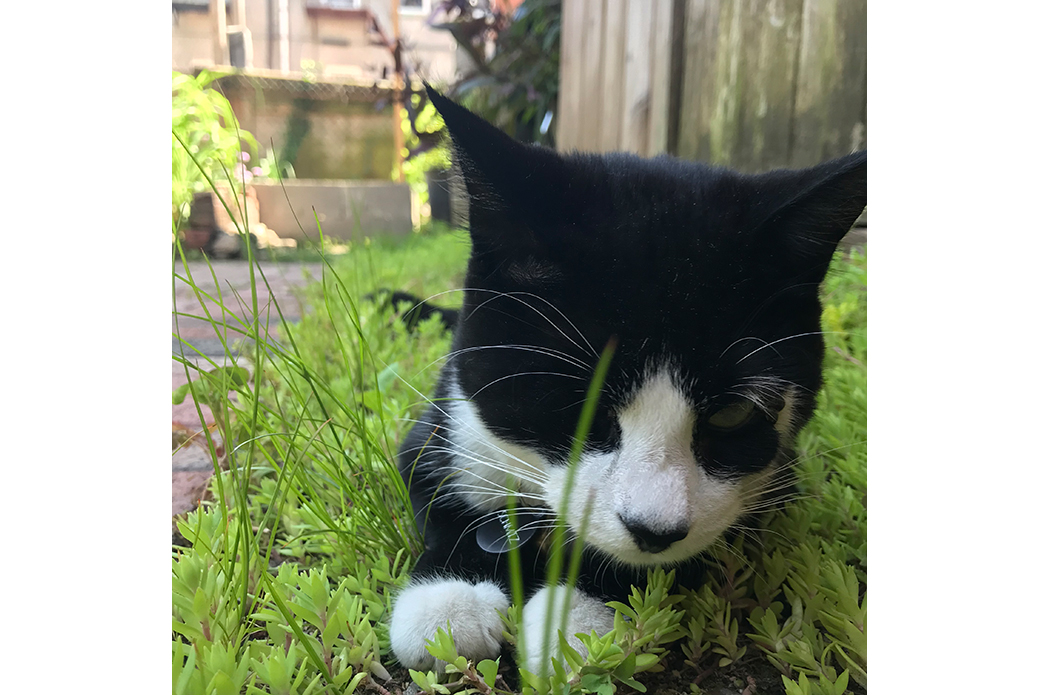Kibbeh in grass