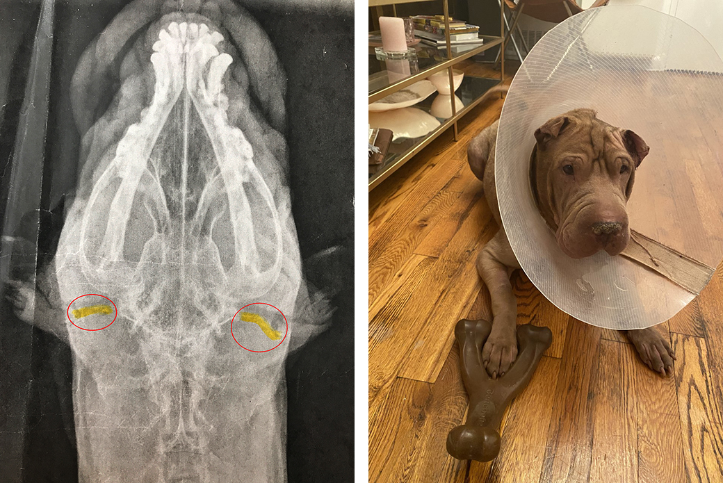 Rocket's x ray and after his surgery