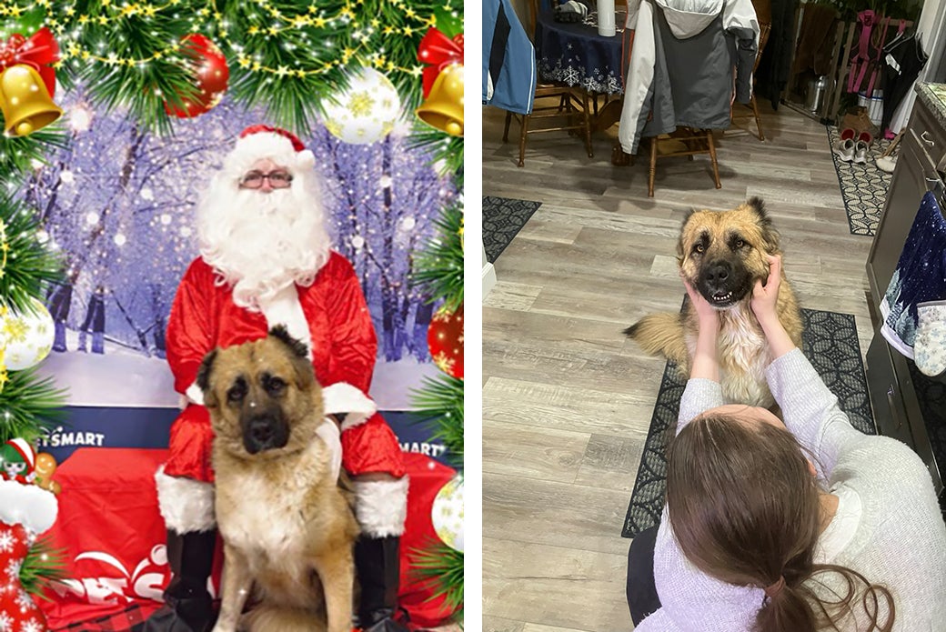 Millie with Santa and Millie being petted at home