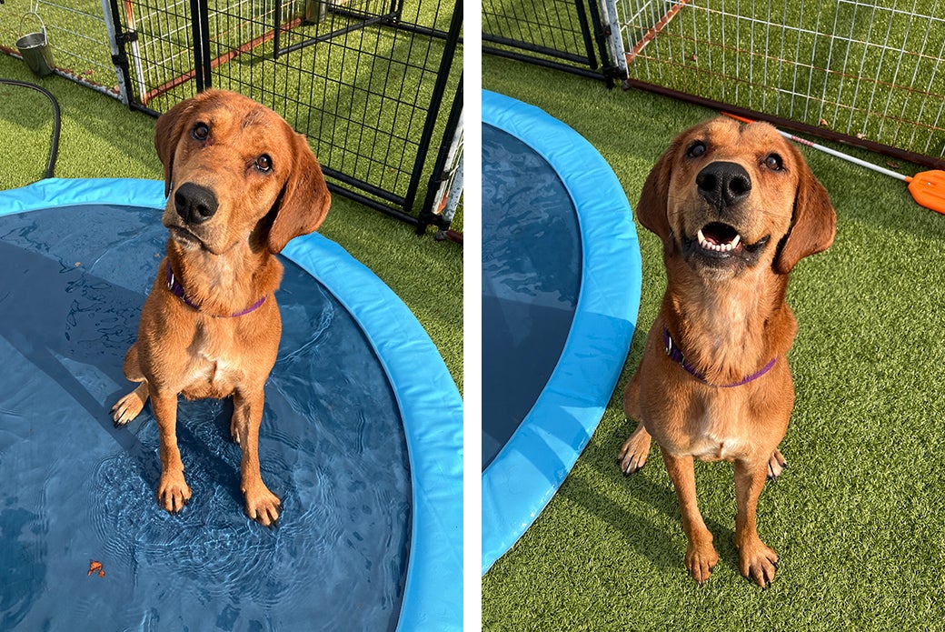 Nalla and a doggy pool